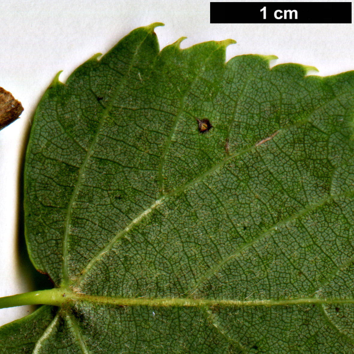 High resolution image: Family: Malvaceae - Genus: Tilia - Taxon: mongolica × T.oliveri 
